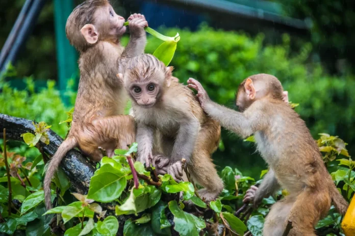 43 Monkeys Escape Research Facility in South Carolina, US